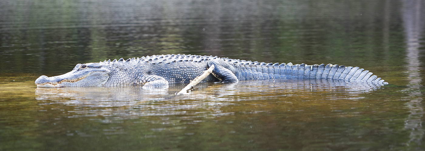 Alligator Main